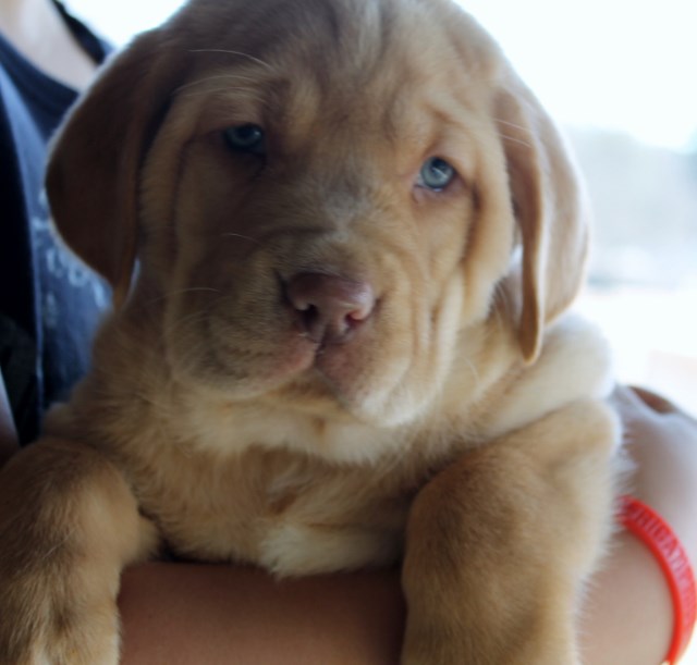 Red labrador puppies for sale - Damascus Way Labradors