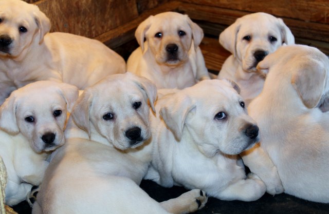 White lab puppies for sale - Damascus Way Labradors