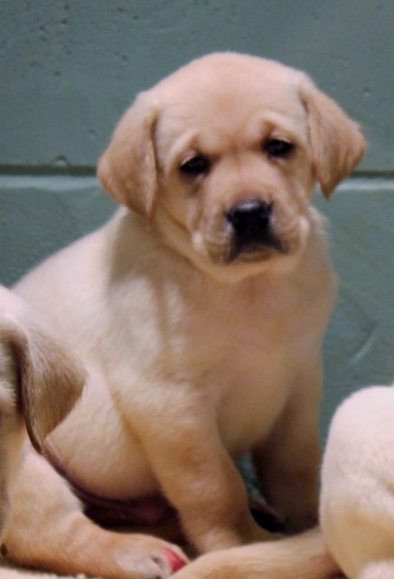 Yellow labs for sale - Damascus Way Labradors
