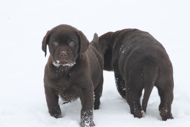 Chocolate lab puppies for sale - Damascus Way Labradors