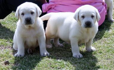 white labs for sale in Georgia - Damascus Way Labradors