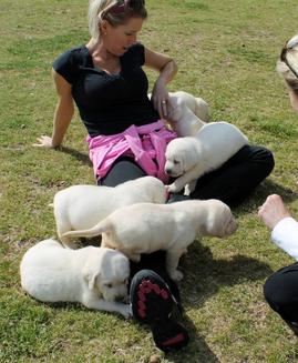 creme lab puppies for sale in Georgia - Damascus Way Labradors