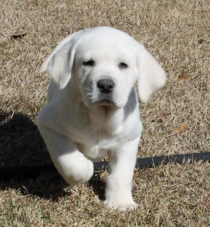 White lab pups for sale - Damascus Way labradors