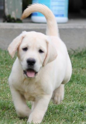 creme lab puppies for sale - Damascus Way Labradors