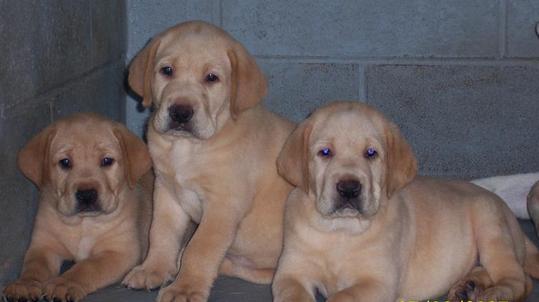 Fox red lab puppies for sale - Damascus Way Labradors