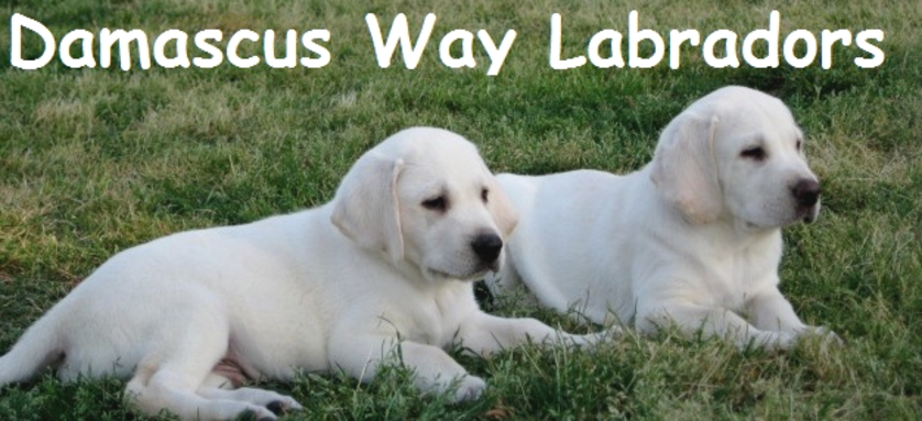 white labs for sale - Damascus Way Labradors